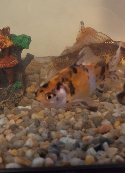 Peixes de Água fria