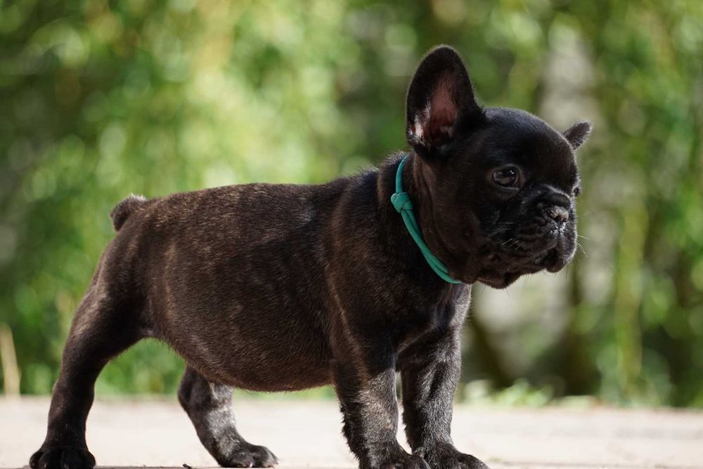 Buldog francuski ZKwP