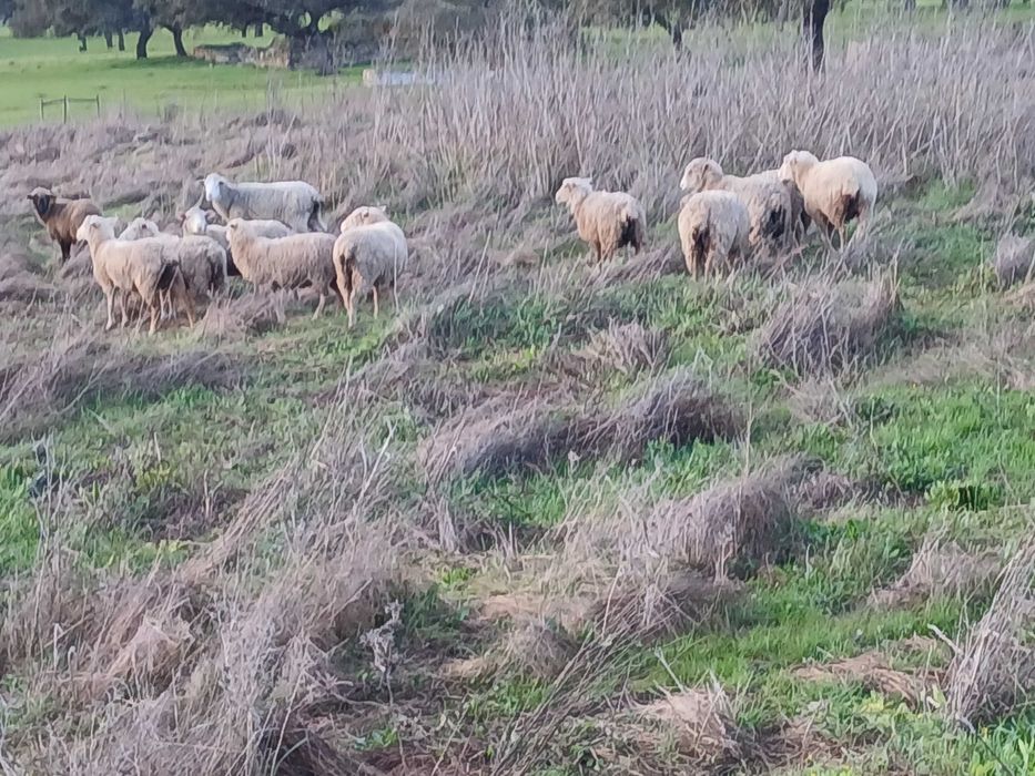 Malatas merinas crusadas