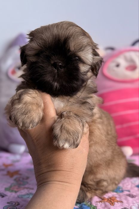 Shih tzu suczka Sansa