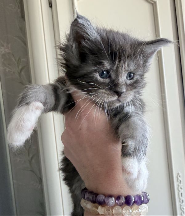 Розкішний велитень мейн кун MAINE COON рідкісний срібло