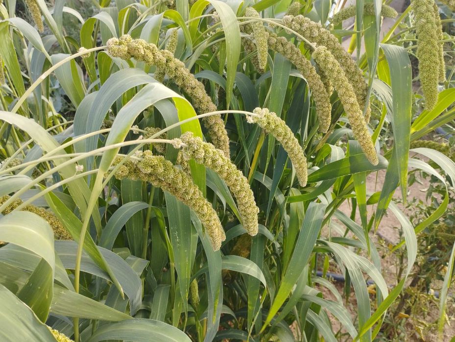 Milho painço amarelo em rama, biológico. Setaria italica