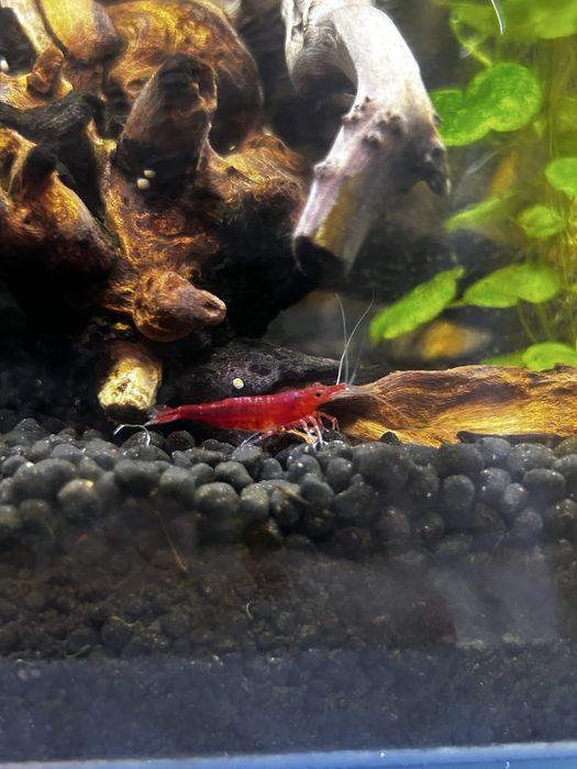 Krewetki red cherry