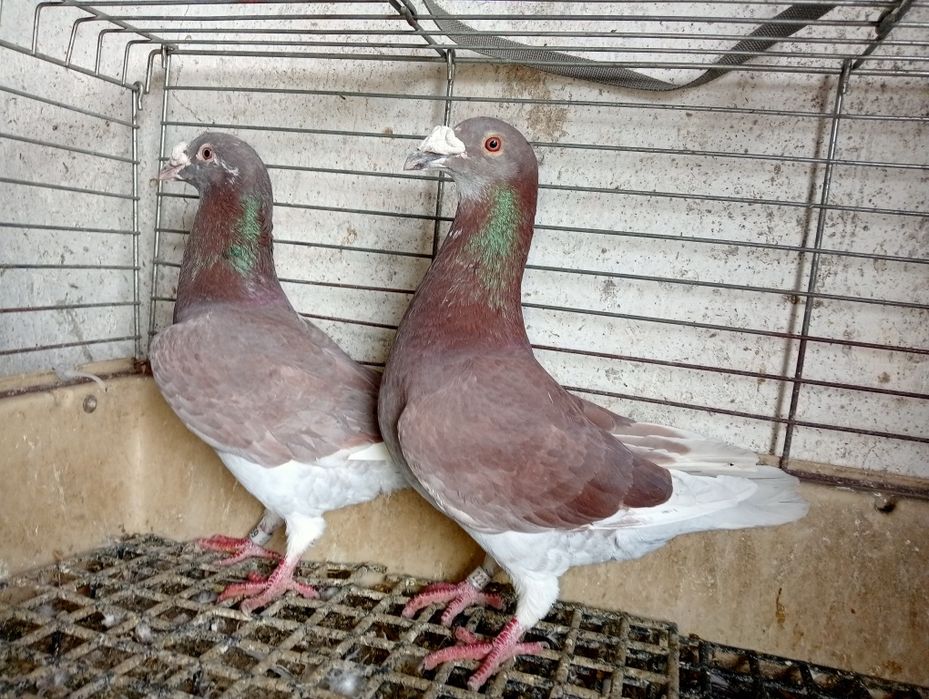 Gołąb dwa samczyki staropolskie z 25 roku drugie zdjęcie