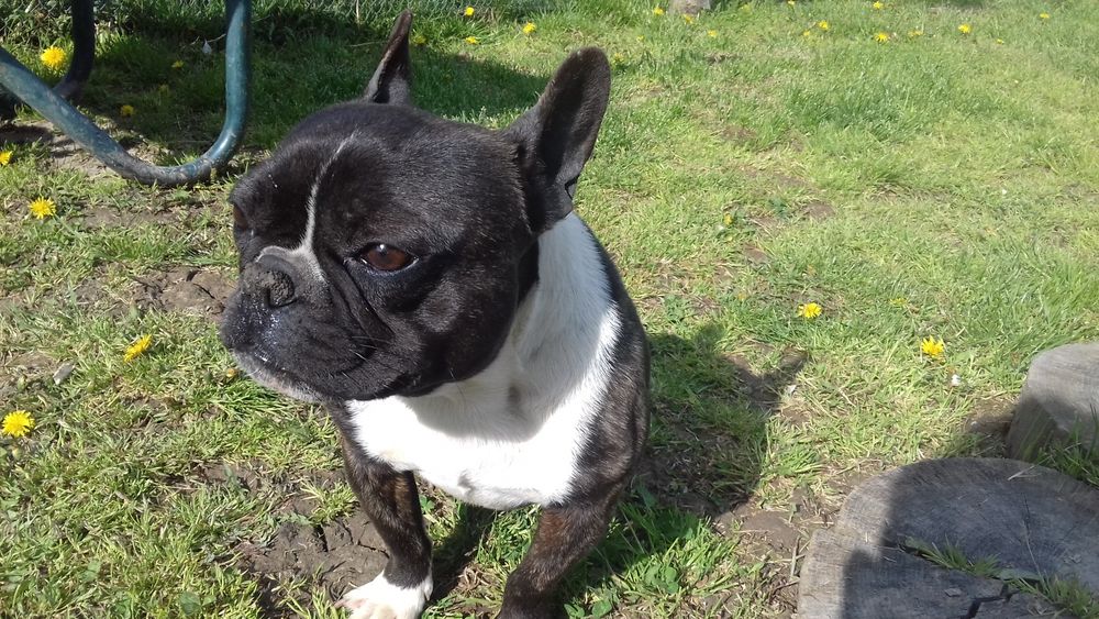 Продається  французький бульдог