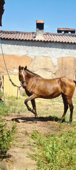 Disponivel egua PSL Letra "z"Pontuada