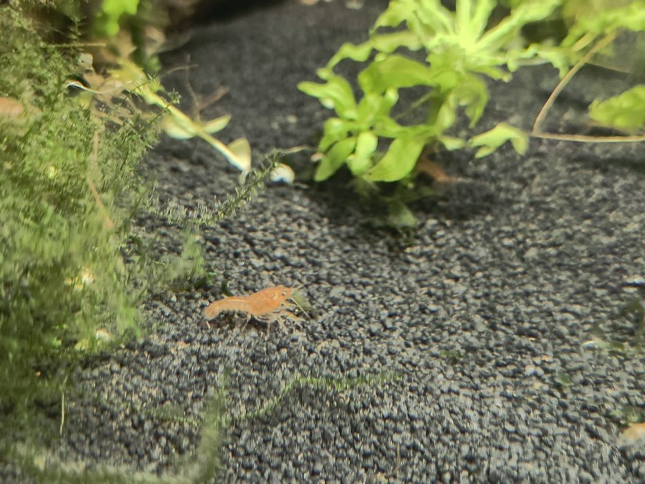 Raczek CPO ( Cambarellus Patzcuarensis Orange)