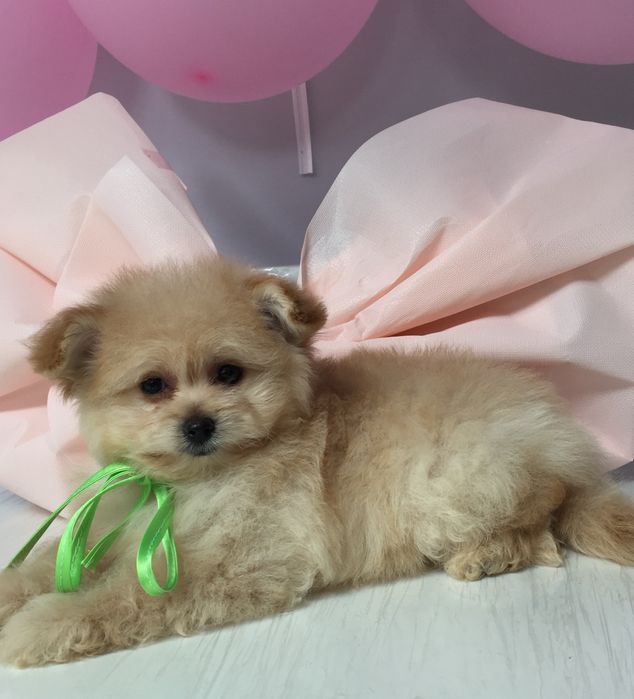 Помапу — Їх хочеться обіймати вічно!