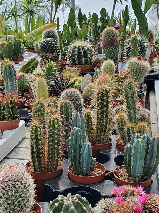 Viveiro de plantas - Garden center