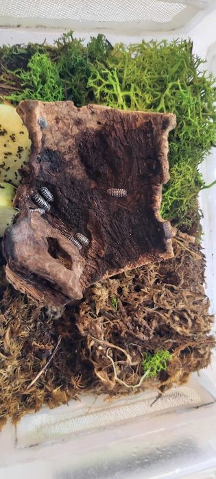 Isopody Armadillidium Maculatum