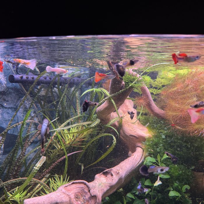 Przepiekne gupiki rasowe!!!Super cena!!!