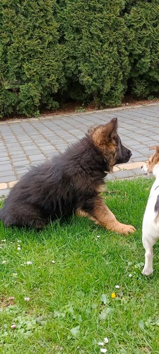 Owczarek niemiecki długowłosy -piesek