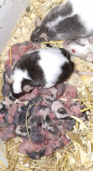 Myszy, myszki,myszy kolorowe, karmówka, myszy japońskie, oseski