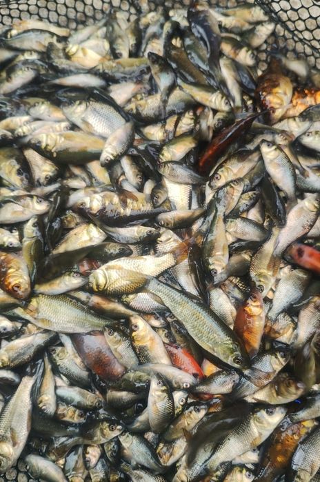 Legendarny Karp zatorski od 1-3 kg sztuka do konsumpcji  już dostępny