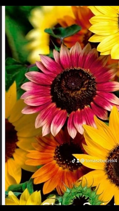 Słonecznik ozdobny wielokwiatowy