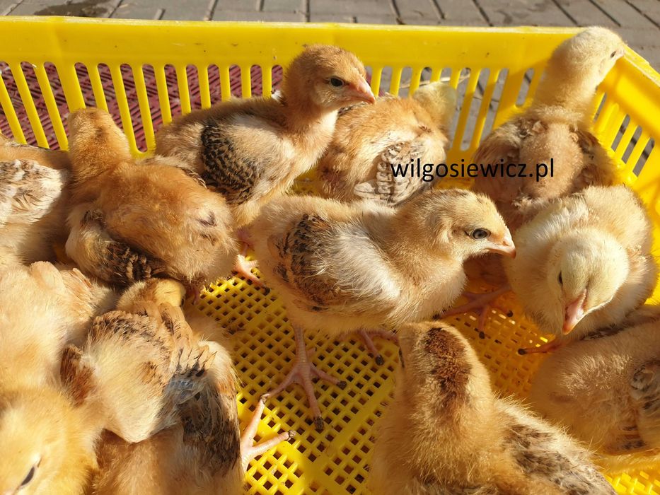 Kurczak zagrodowy Brojler Rebo brązowy młody pisklęta do odchowu