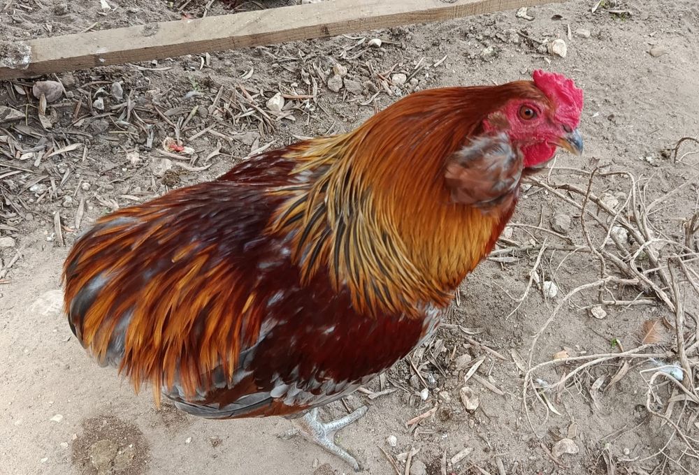Galo raça Araucana (ovos azuis)