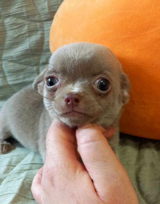 Chihuahua samiec liliowy krótkowłosa