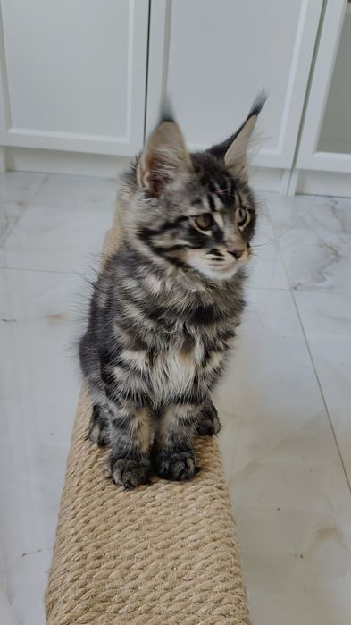 Maine coon rodowód FPL