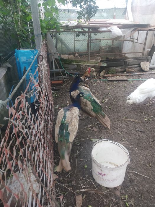 Ovos de Pavão galados e de faisões.