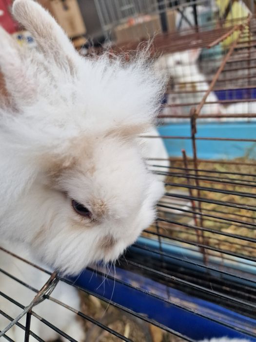 Кролик декоративний