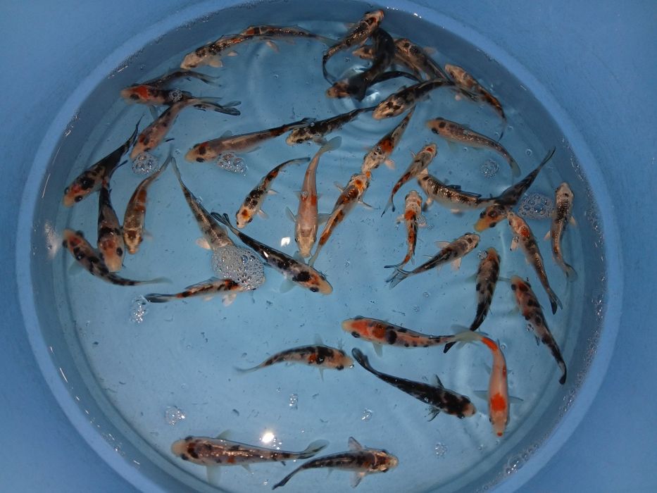 Carpas koi tricolor