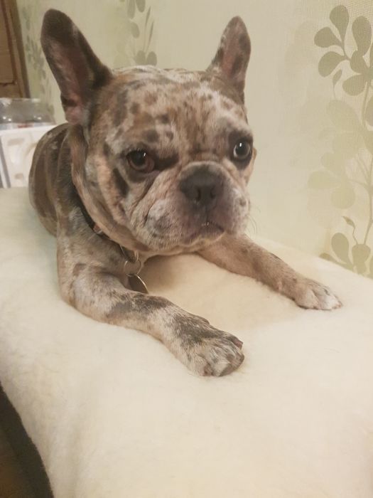 Якісна перетримка/ передержка домашніх улюбленців "Як у себе вдома"