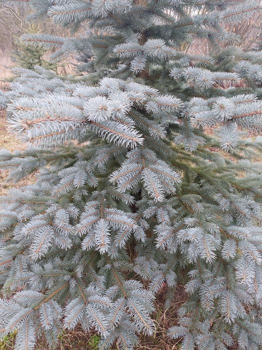 Gałązki świerkowe