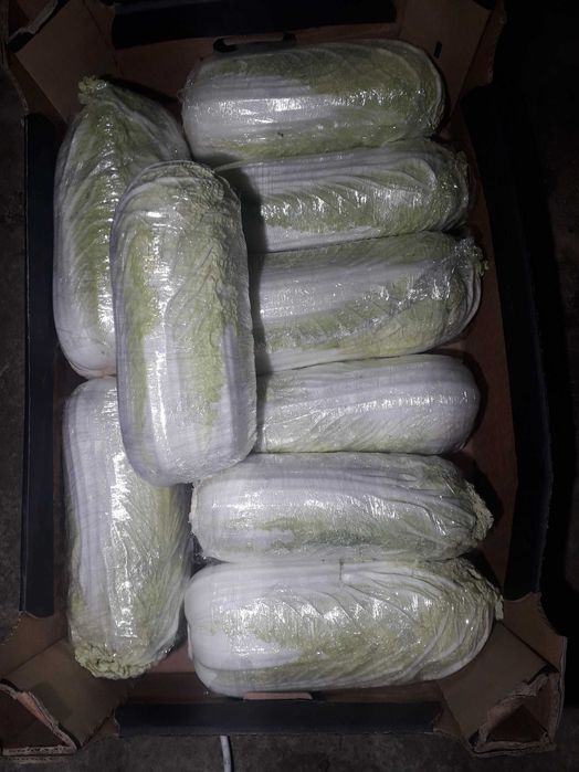 Kapusta pekińska pekin