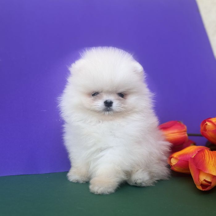 Хлопчик шоу класу тип ведмедика