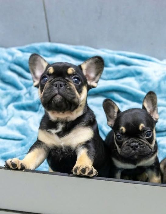 Малиши французькі , вибір