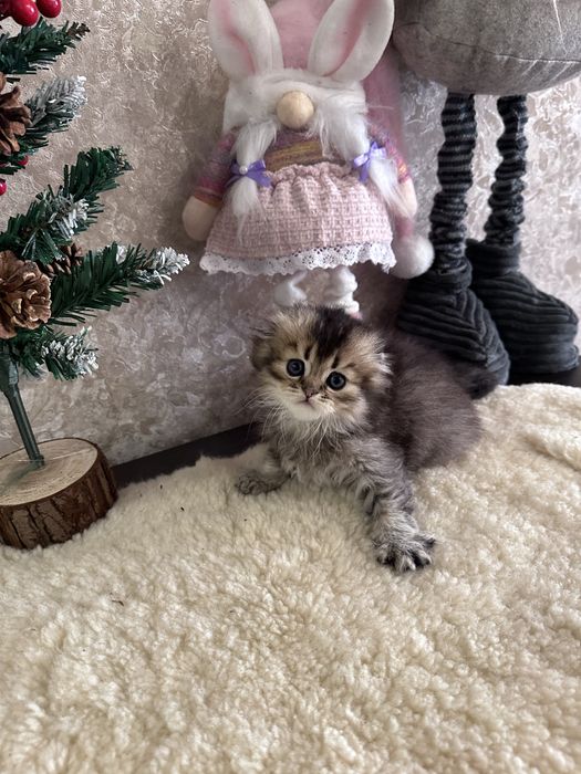 Шотландські кошенята