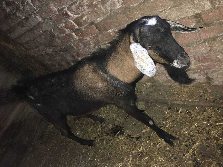 козел рік жеве .