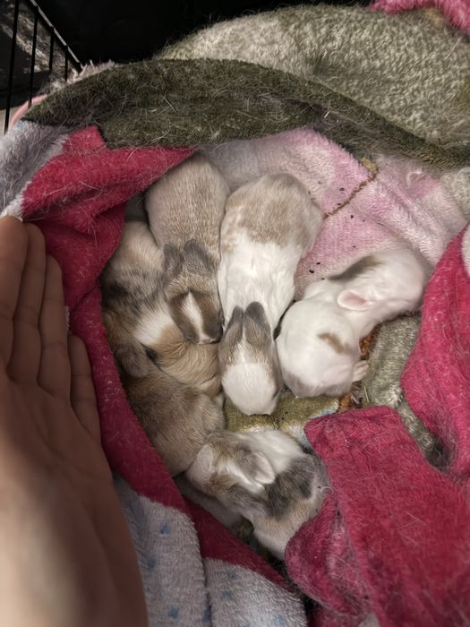 Oddam słodkie dekoracyjne króliczki w dobre, kochające rączki