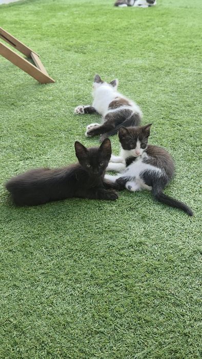 Gatinhos para adoção