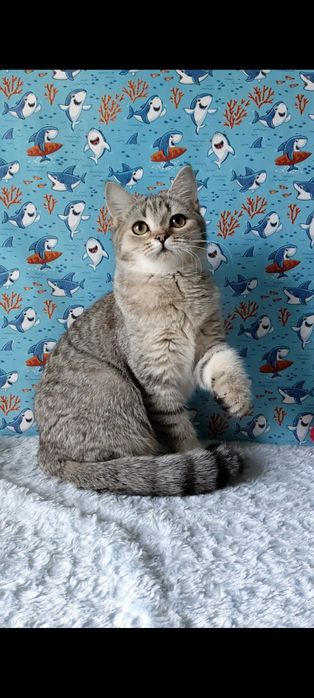 Дівчинка скотіш страйт.