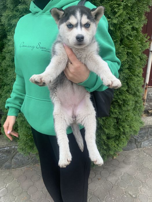 Продам щенят Хаскі