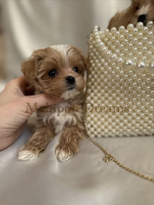 Девочка мальтипу ф1 супер мини беби фейс