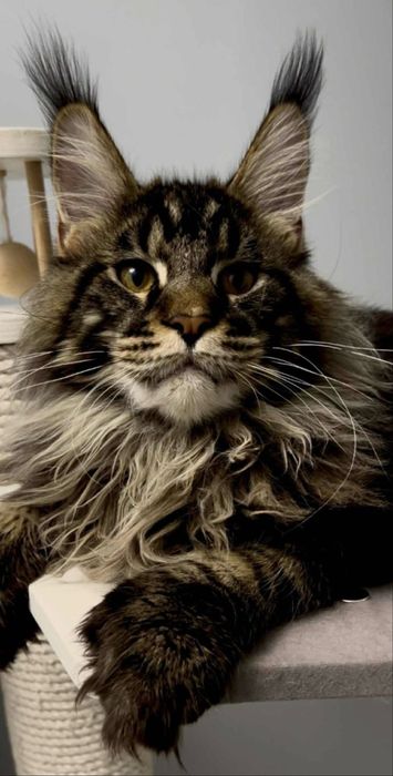 Maine Coon kocurek polidactyl