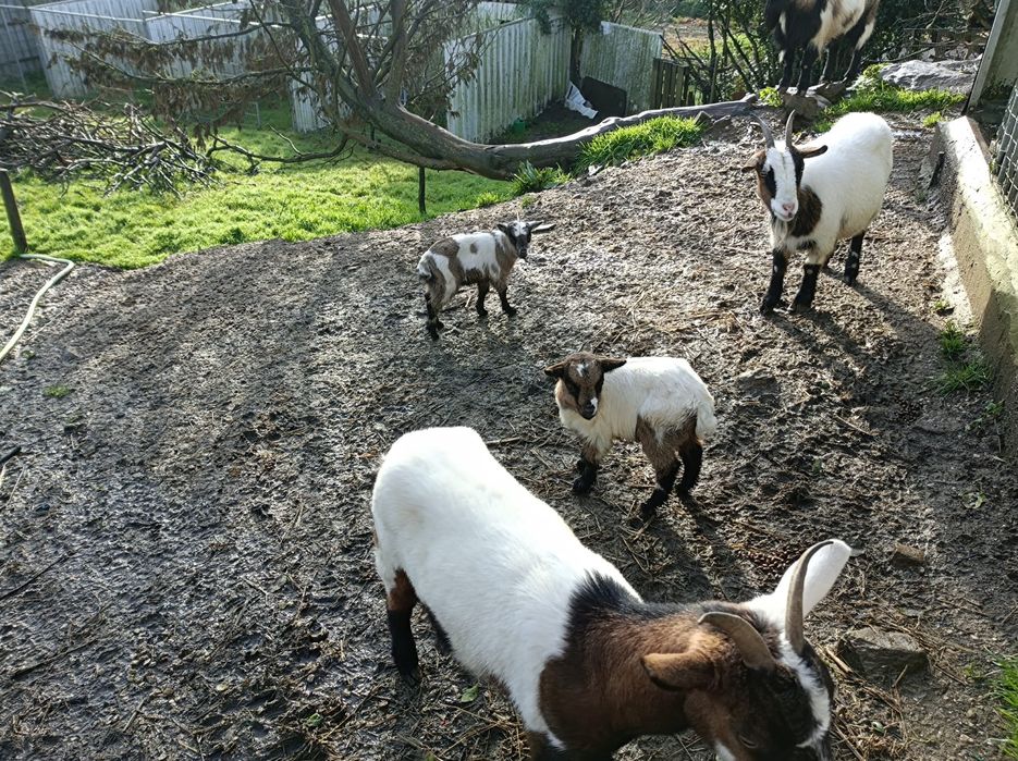 2 Cabritos para venda