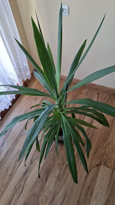Juka yucca kwiat w doniczce