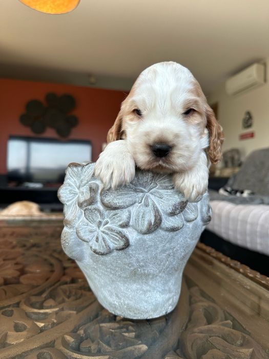 cocker spaniel  inglês