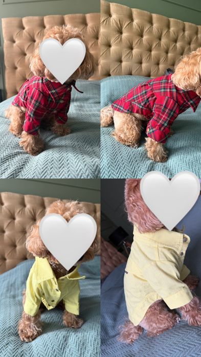 одяг для собак середніх порід ,амуніція zee dog,chocho