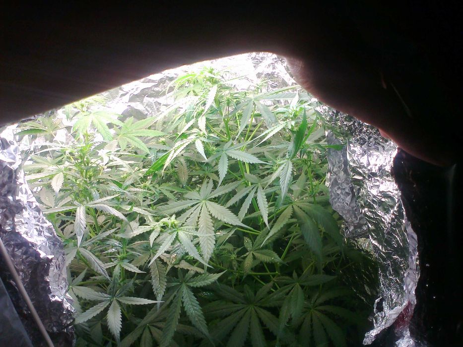 Marihuana CBC Lilac Diesel 1g + Sourdough Kush 1g + Kraken 1g = 3g CBN