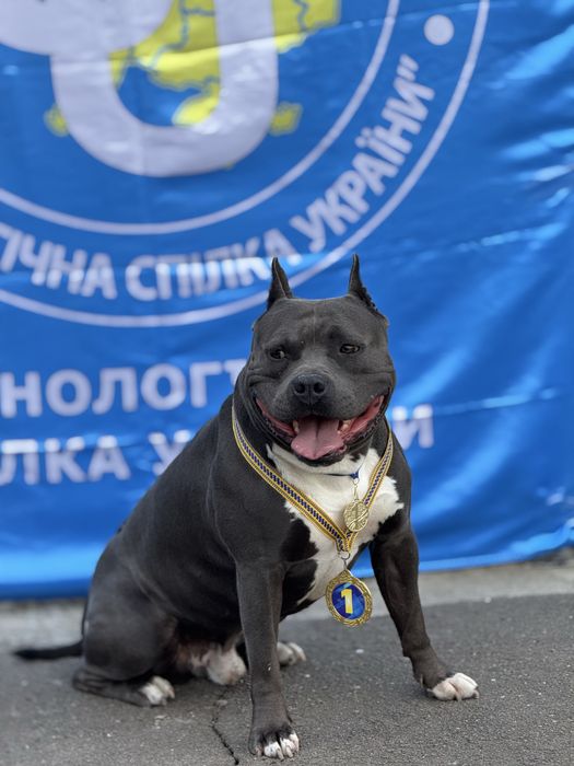 Вязка Амстафф КСУ FCI
