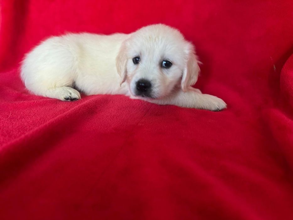 Golden Retriever fêmea