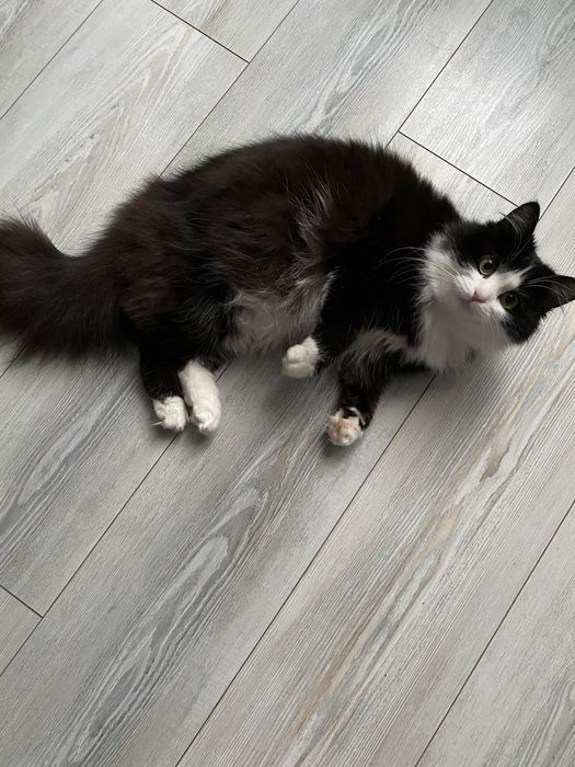 Отдам кошку в добрые хорошие руки