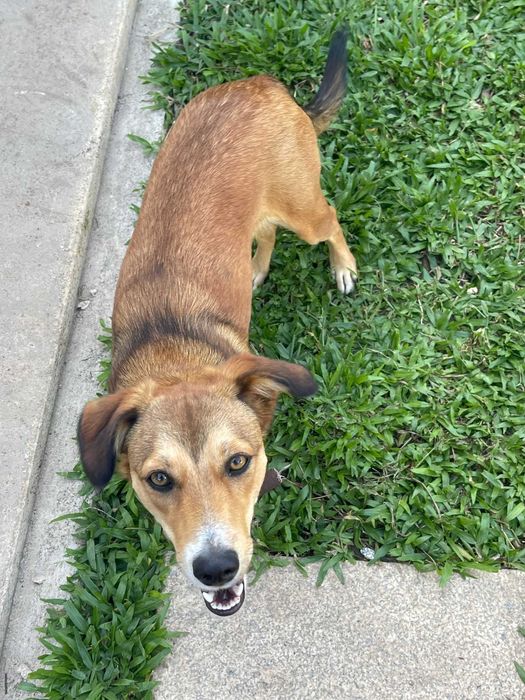 Doa se Cadela 7 Meses