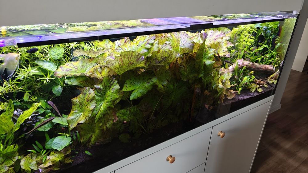 Lotos, rośliny akwariowe, piękne z własnej hodowli