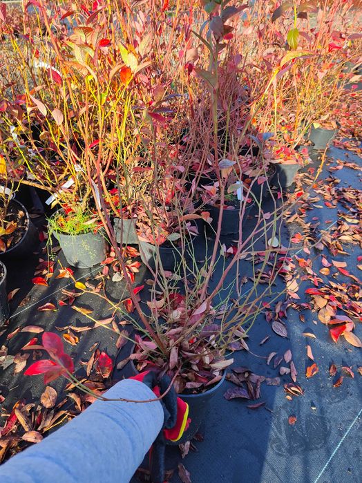 Duke !Sadzonki Borówki Amerykańskiej!4 LETNIE! Pod nadzorem Inspekcji